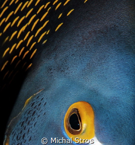 The Eye of French Angel Fish by Michal Stros 